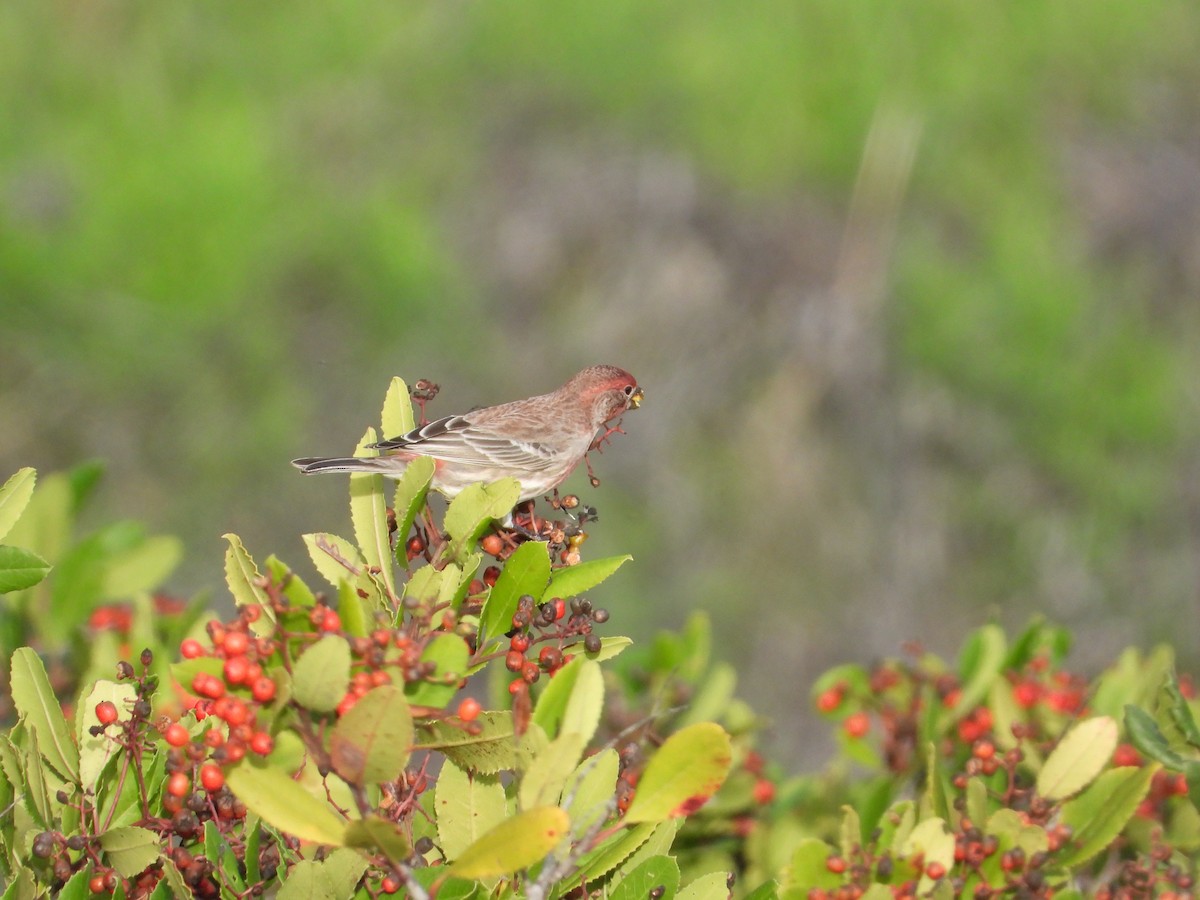 House Finch - ML645965054