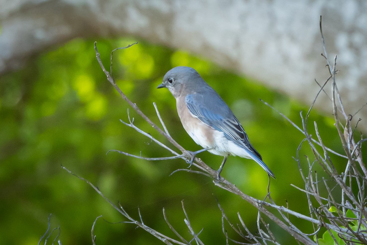 Eastern Bluebird - ML645965055