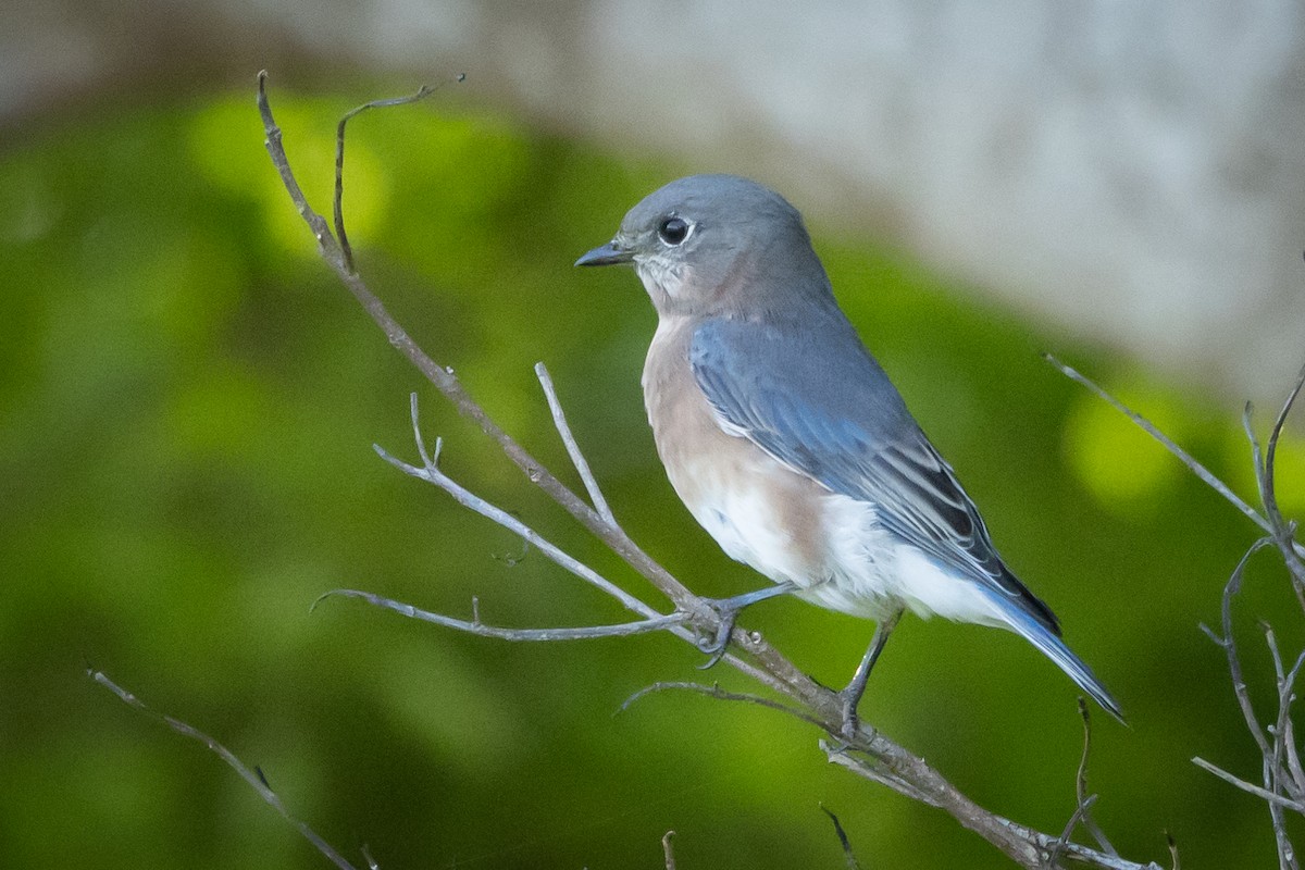 Eastern Bluebird - ML645965056