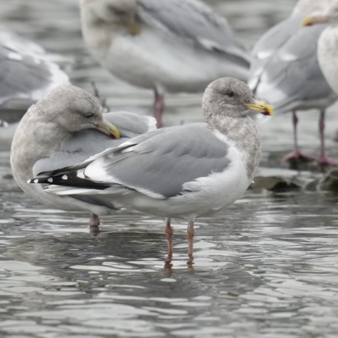 Iceland Gull - ML645965057