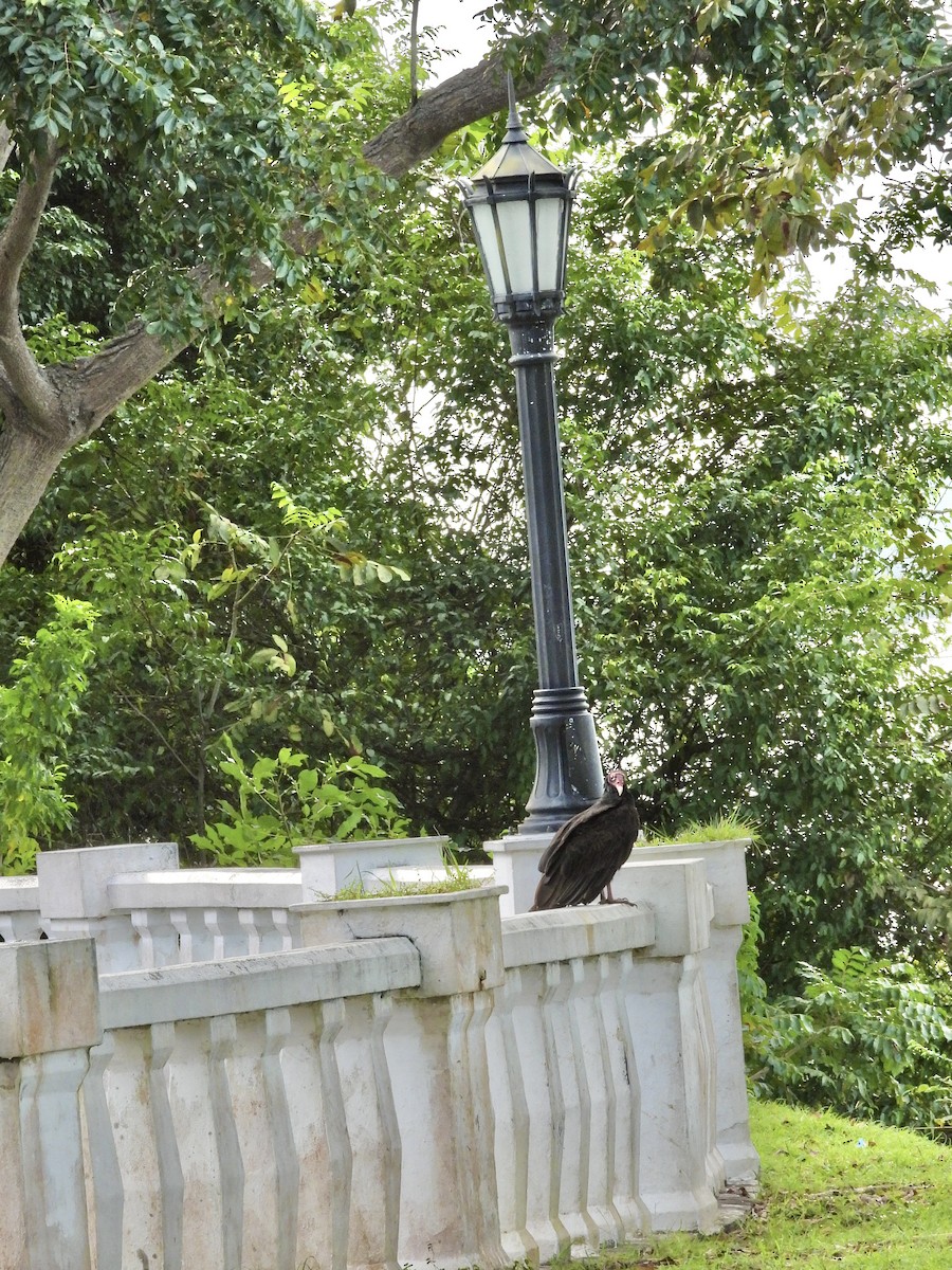 Aura Gallipavo (grupo Aura) - ML645965074