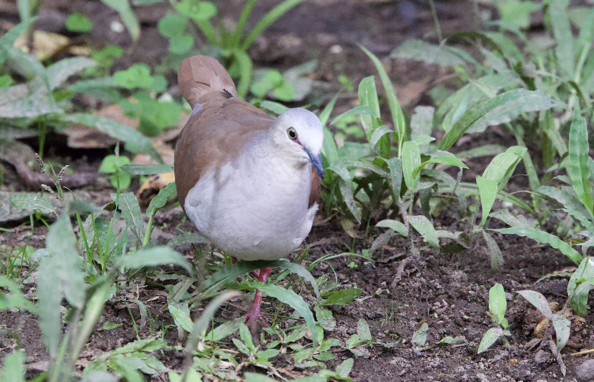 Pallid Dove - ML645965077