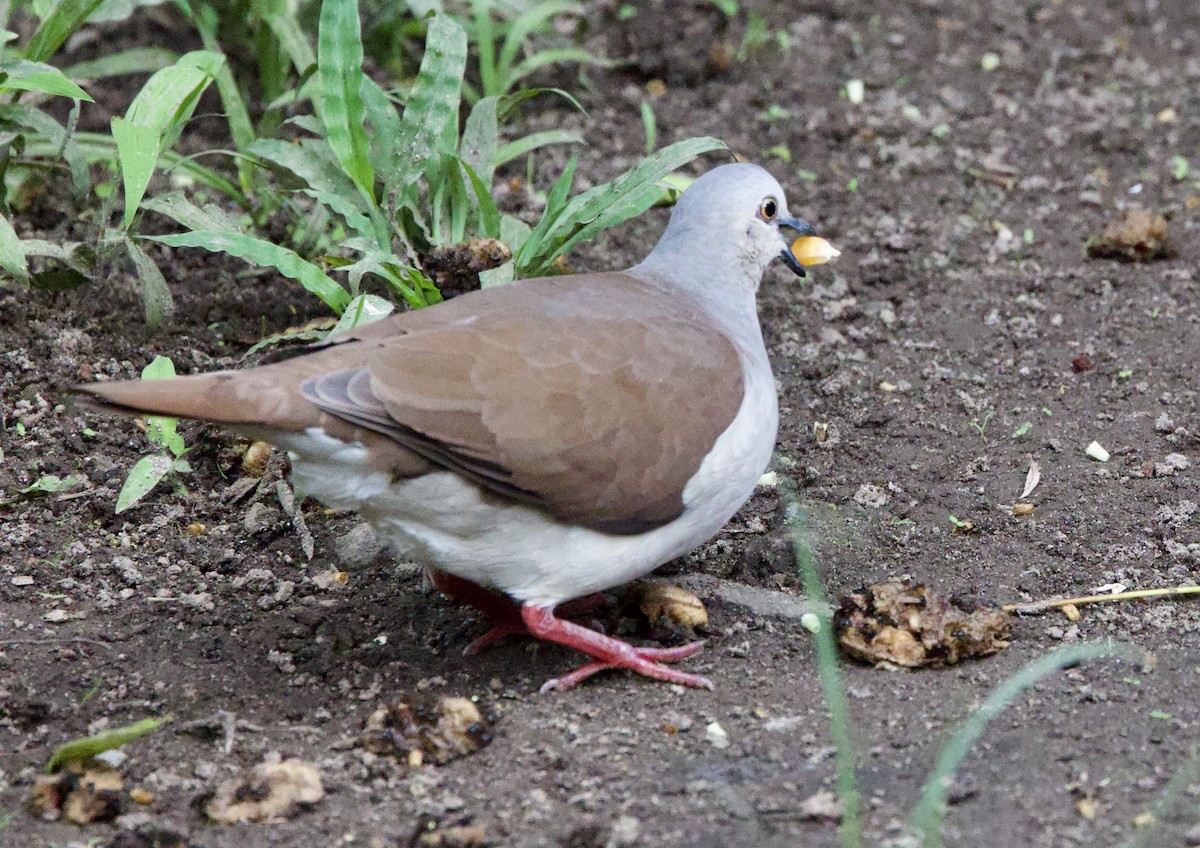 Pallid Dove - ML645965078