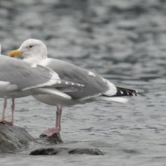 Мартин західний - ML645965085