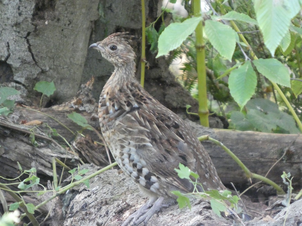 jeřábek kanadský - ML645965087