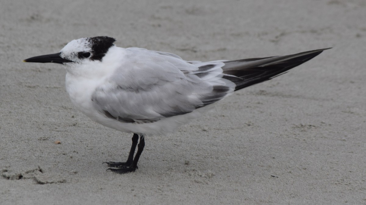 白嘴端燕鷗 - ML645965090