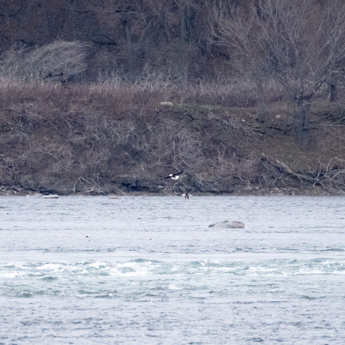עיטם לבן-ראש - ML645965095
