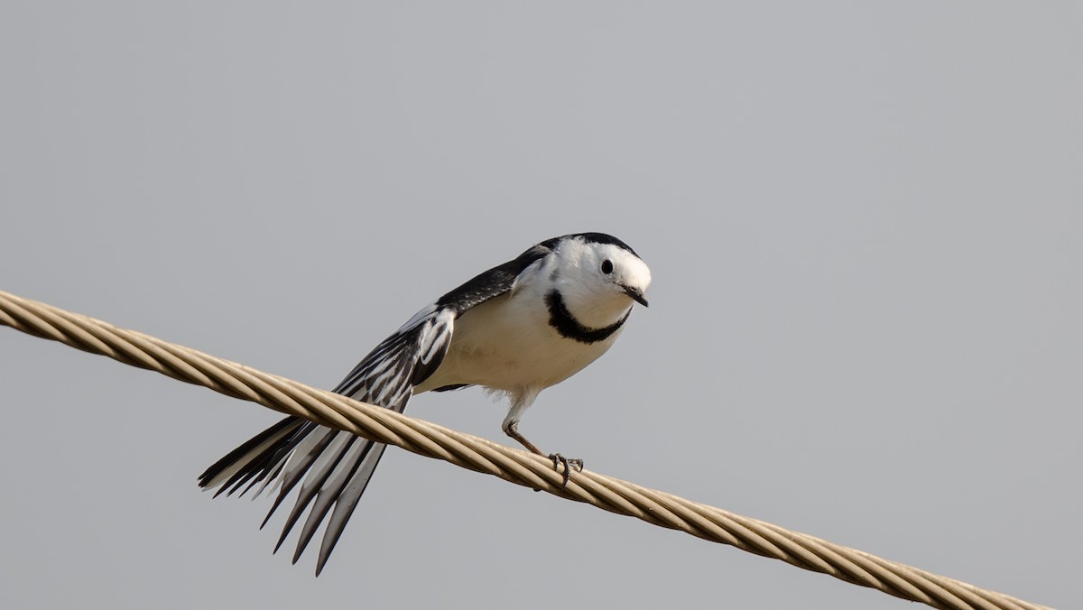 White Wagtail - ML645965100