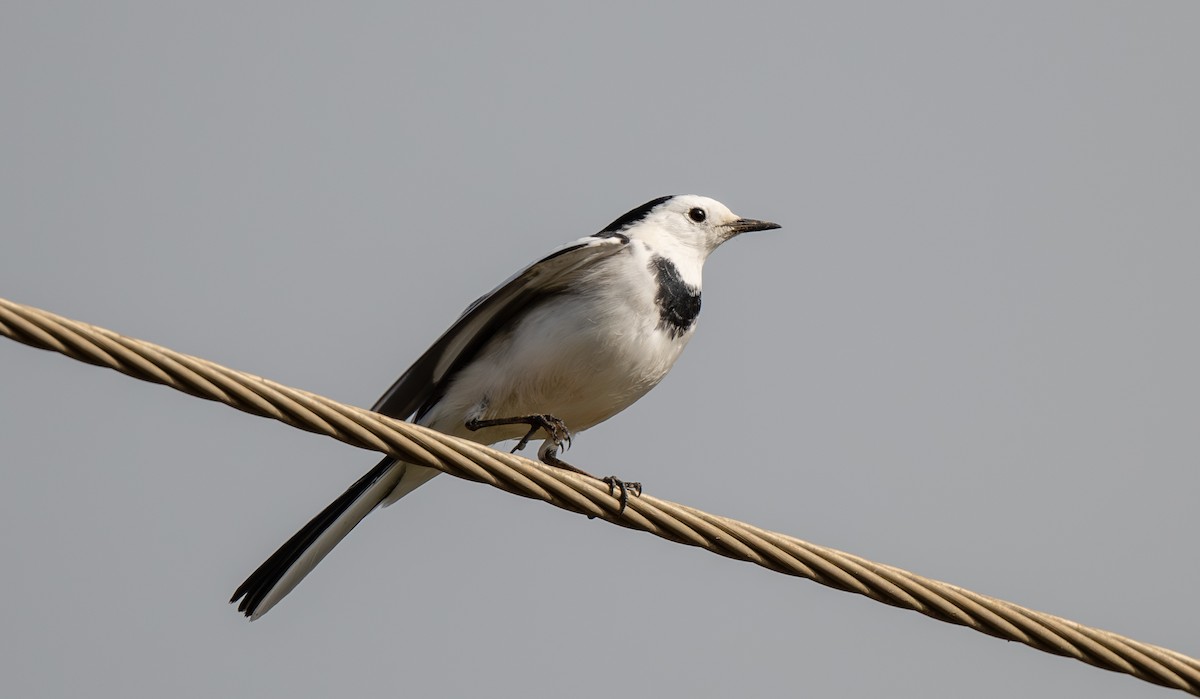 White Wagtail - ML645965101
