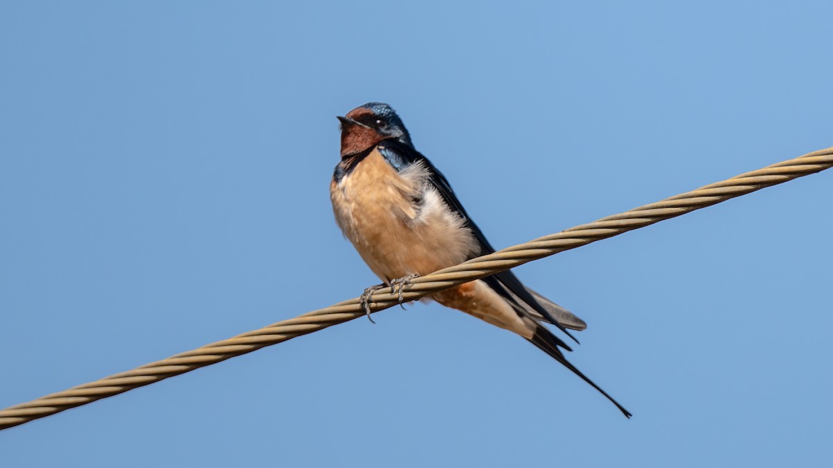 Ластівка сільська - ML645965102