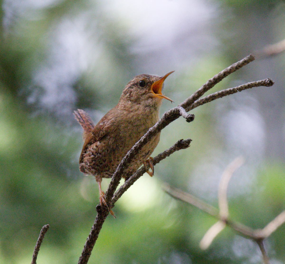 Pacific Wren - ML645965107