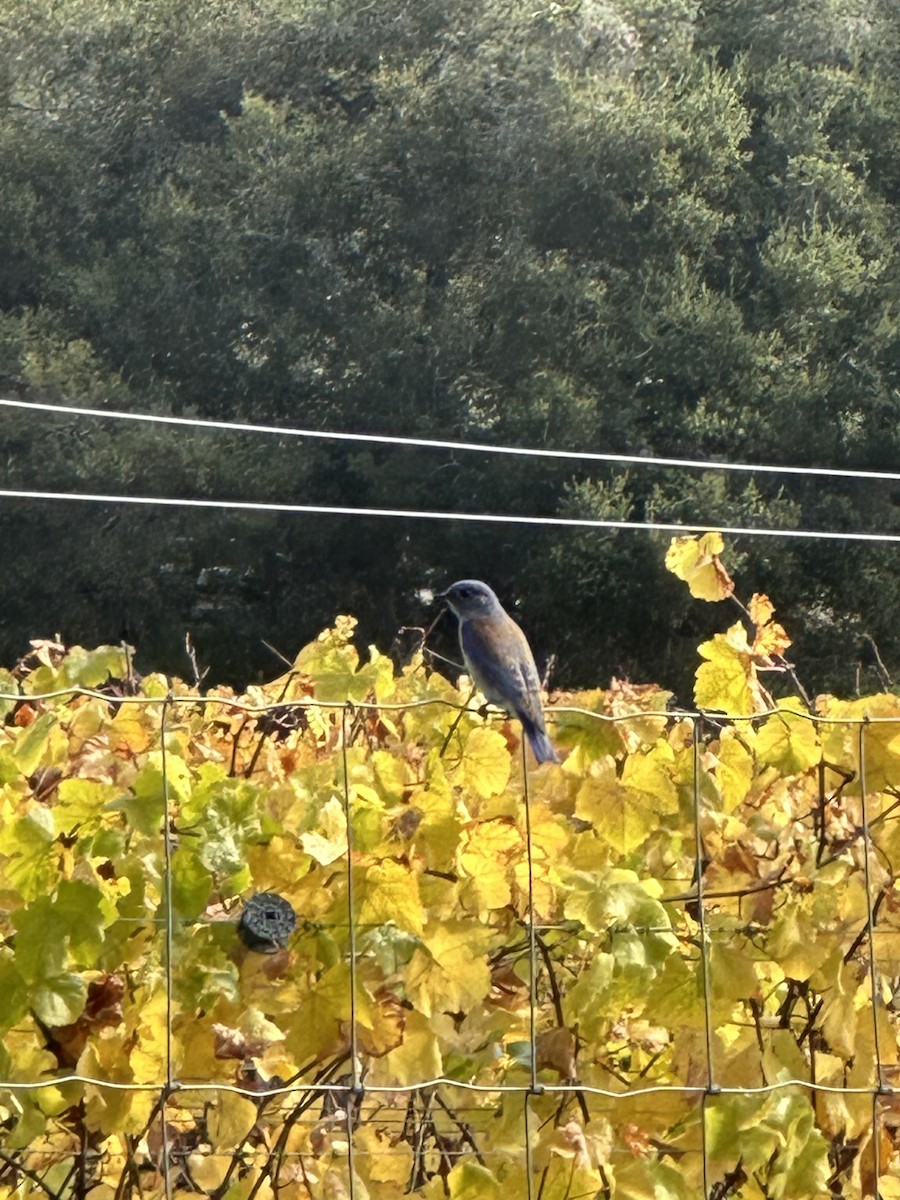 Western Bluebird - ML645965111