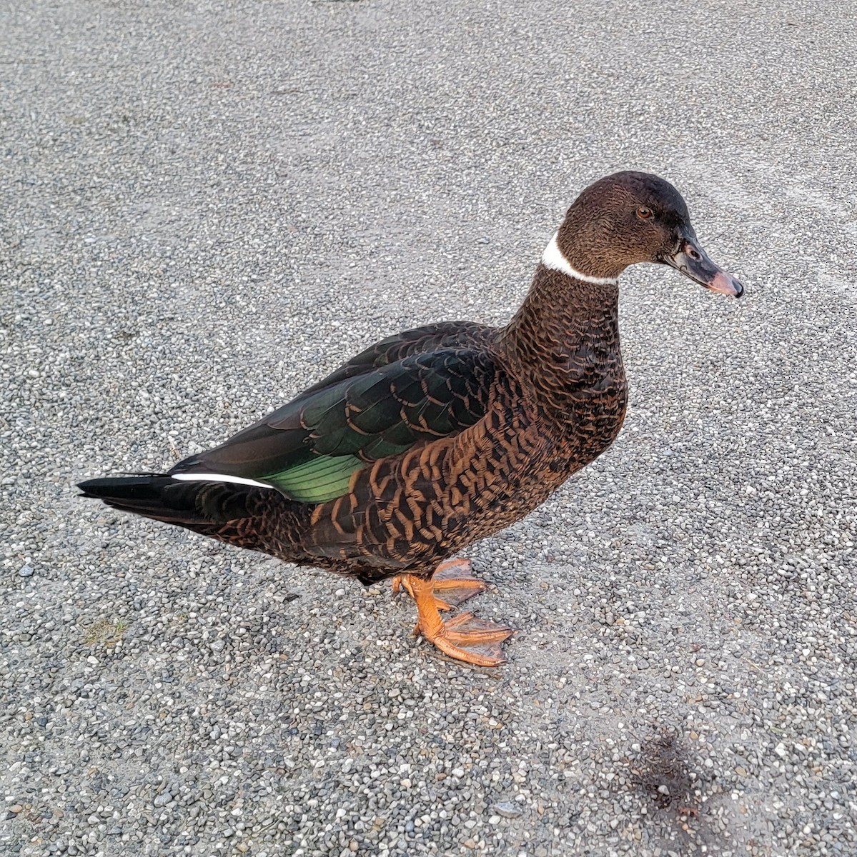 Muscovy Duck x Mallard (hybrid) - ML645965119