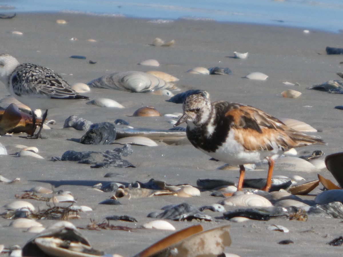 Ruddy Turnstone - ML645965125