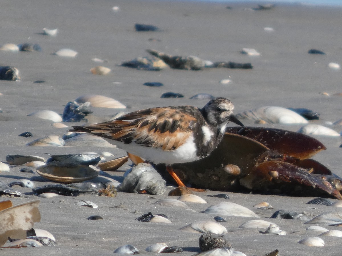 Ruddy Turnstone - ML645965126