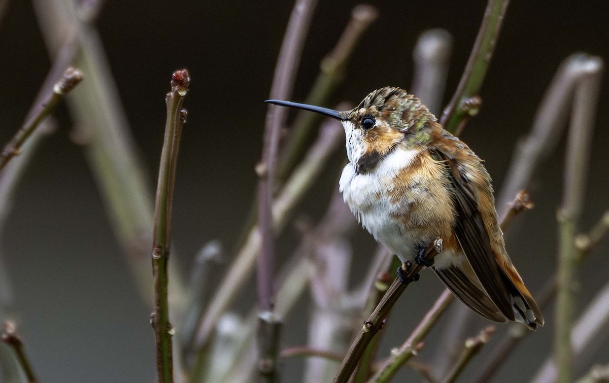 Colibrí Rufo - ML645965136