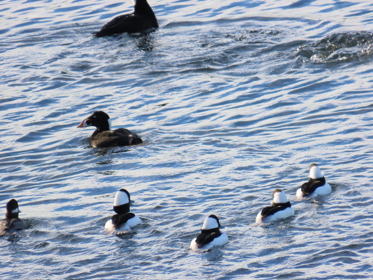 Bufflehead - ML645965142