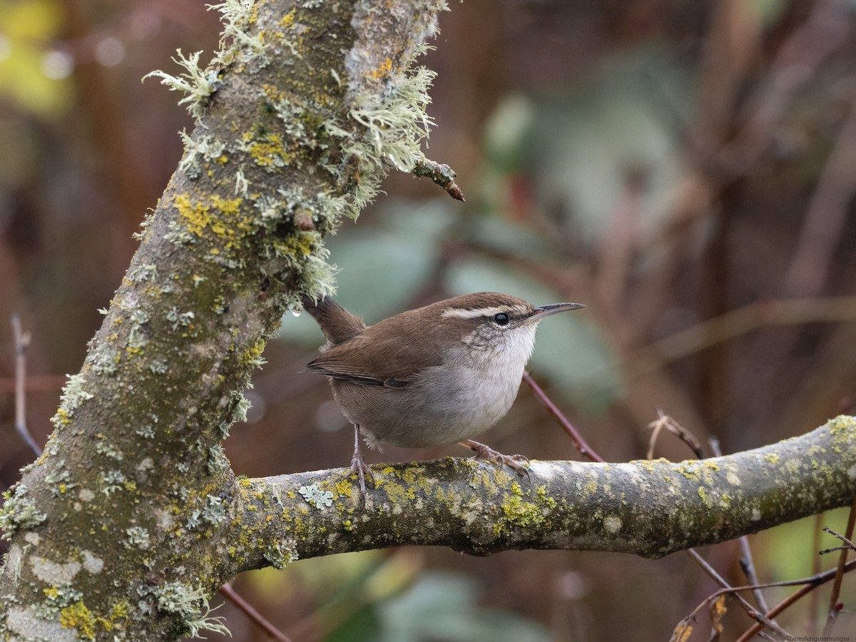 Bewick's Wren - ML645965148