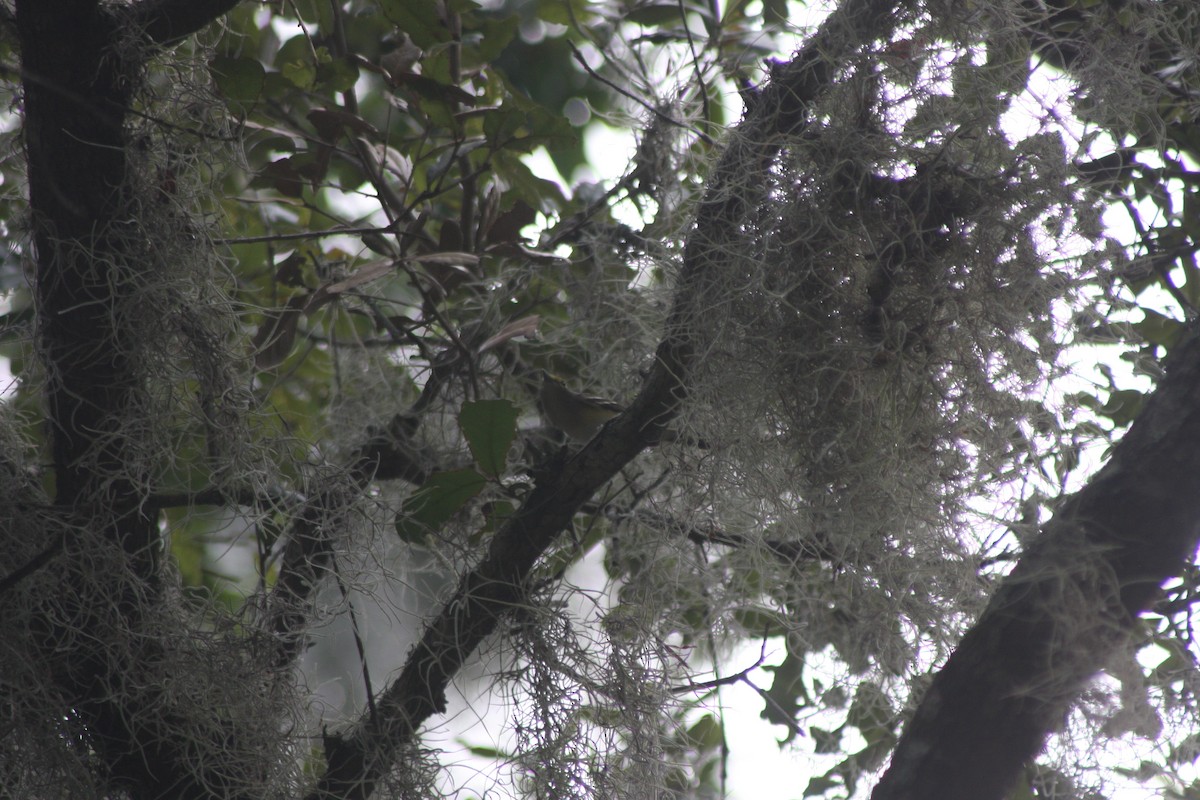 White-eyed Vireo - ML645965163