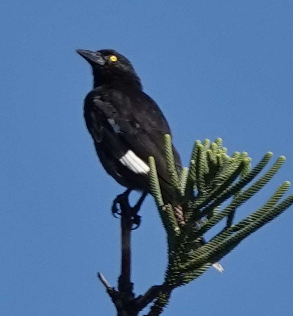 Pied Currawong - ML645965164