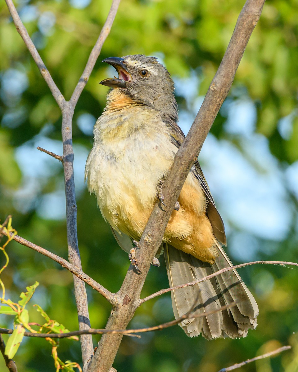 Bluish-gray Saltator - ML645965182