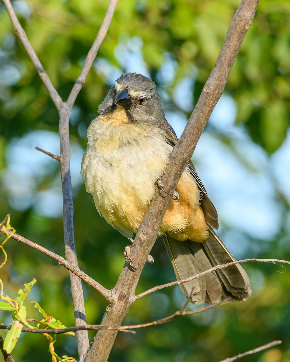 Bluish-gray Saltator - ML645965183