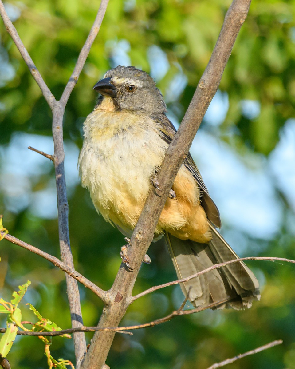 Bluish-gray Saltator - ML645965184