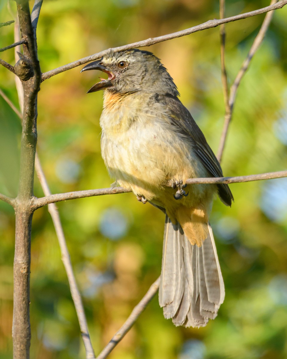 Bluish-gray Saltator - ML645965185