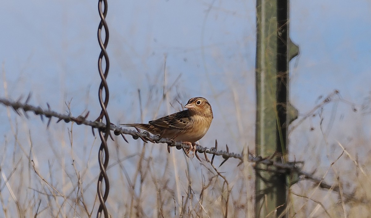 Grasshopper Sparrow - ML645965187