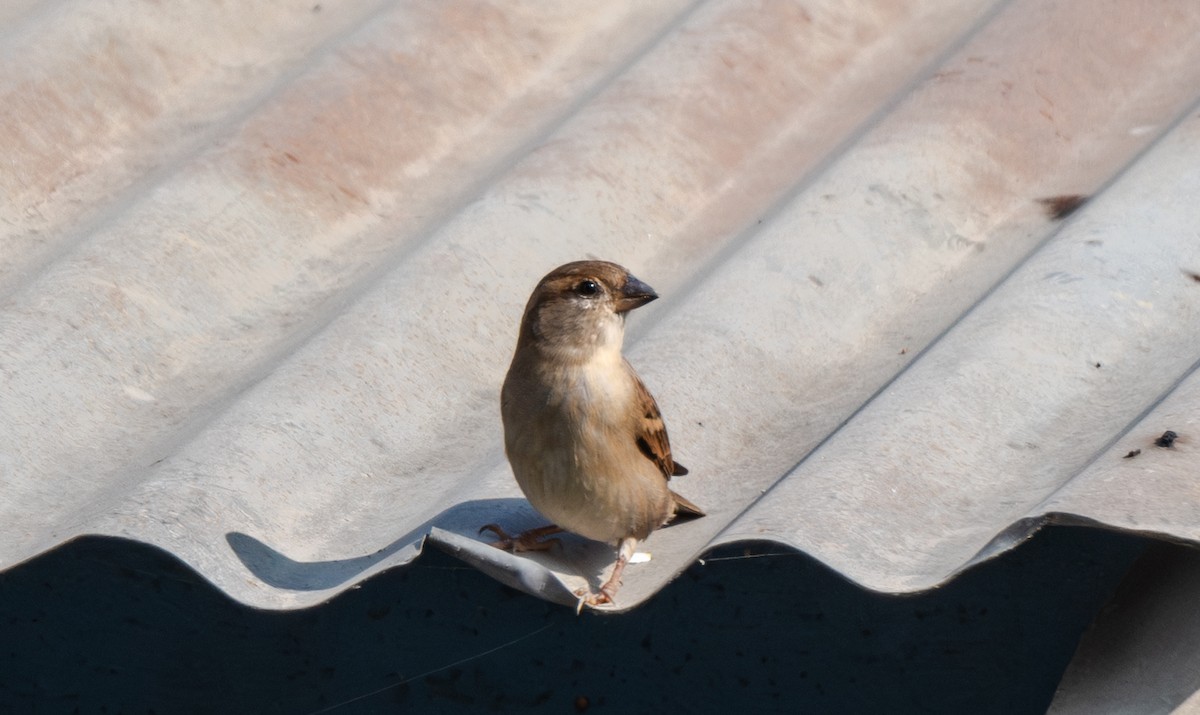 דרור הבית - ML645965219