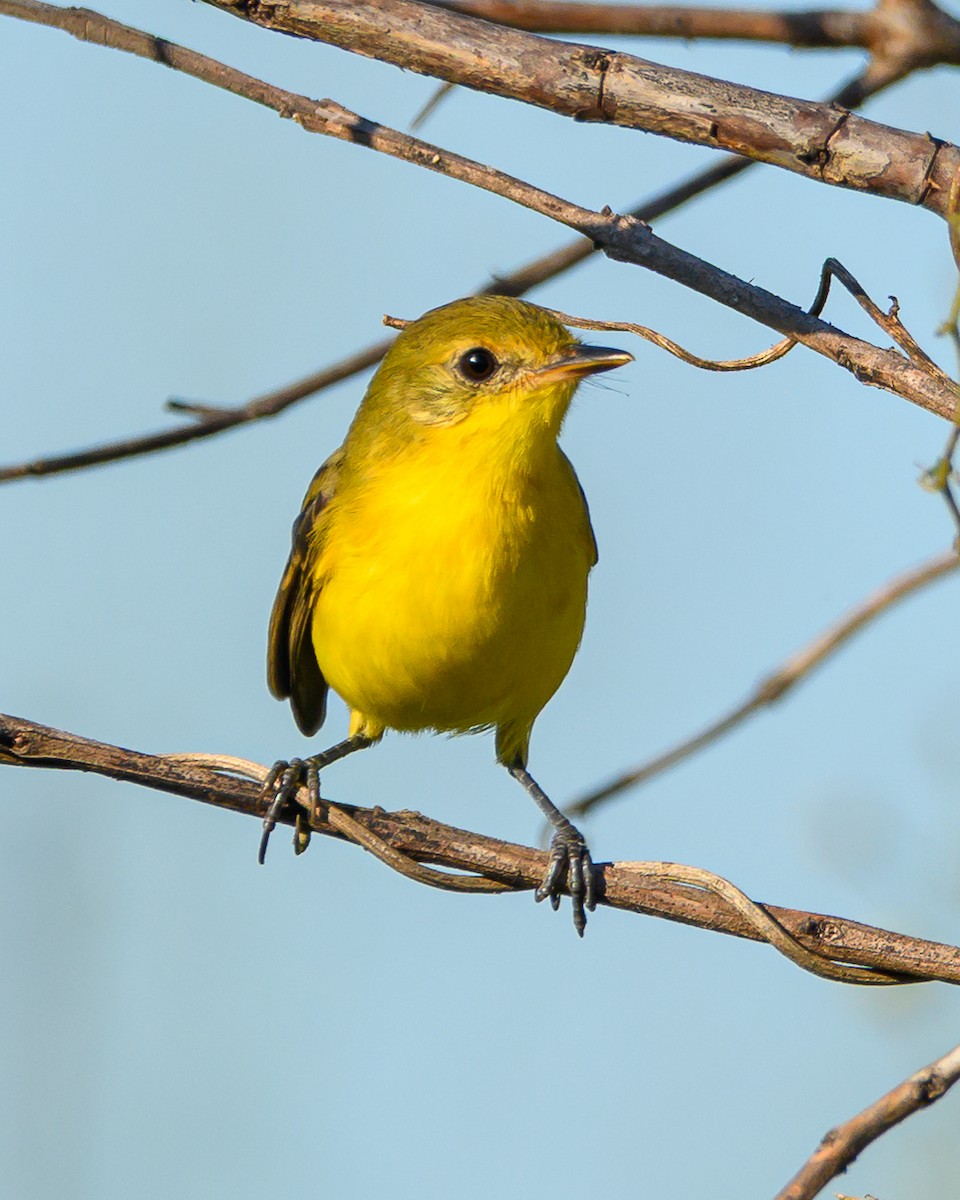Southern Yellowthroat - ML645965239