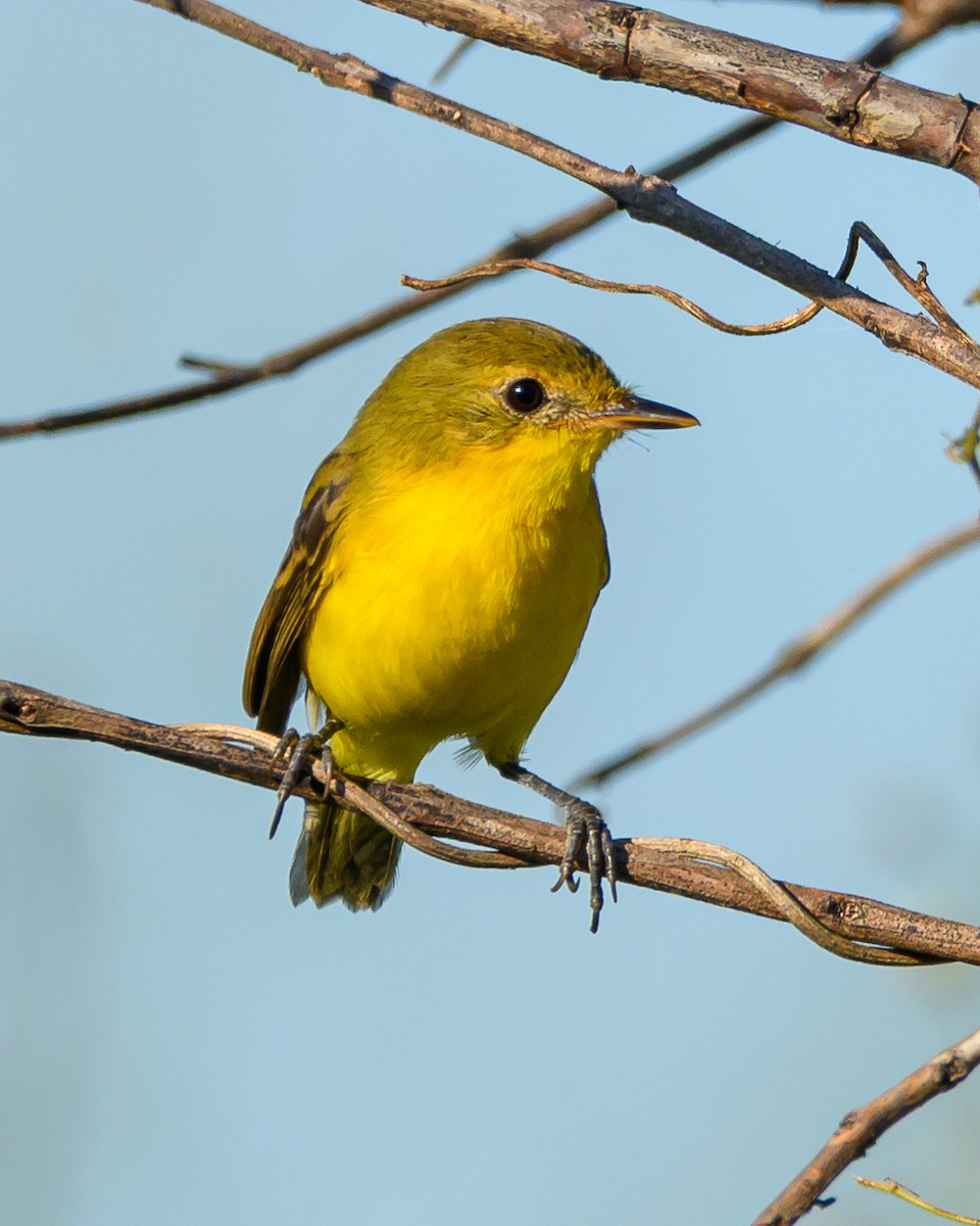 Southern Yellowthroat - ML645965242