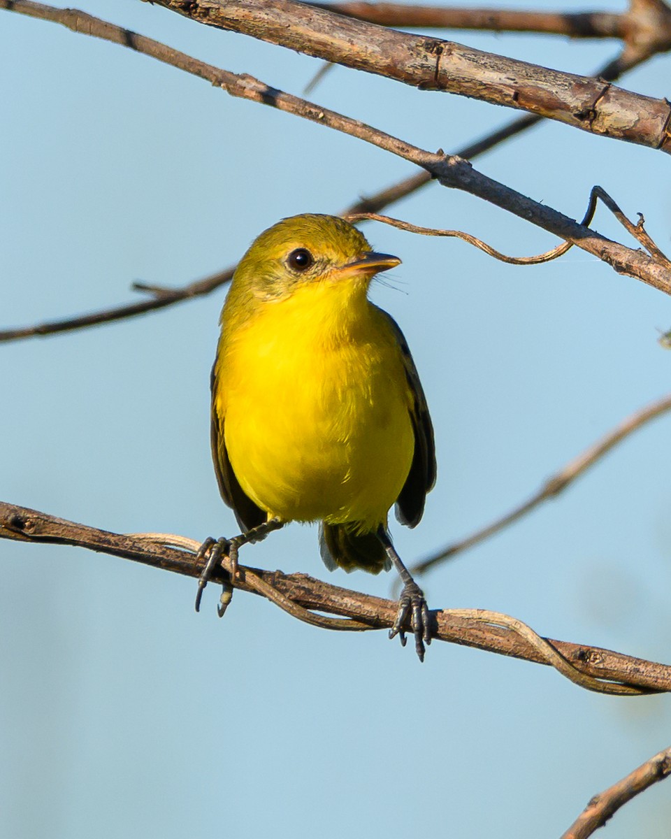 Southern Yellowthroat - ML645965243