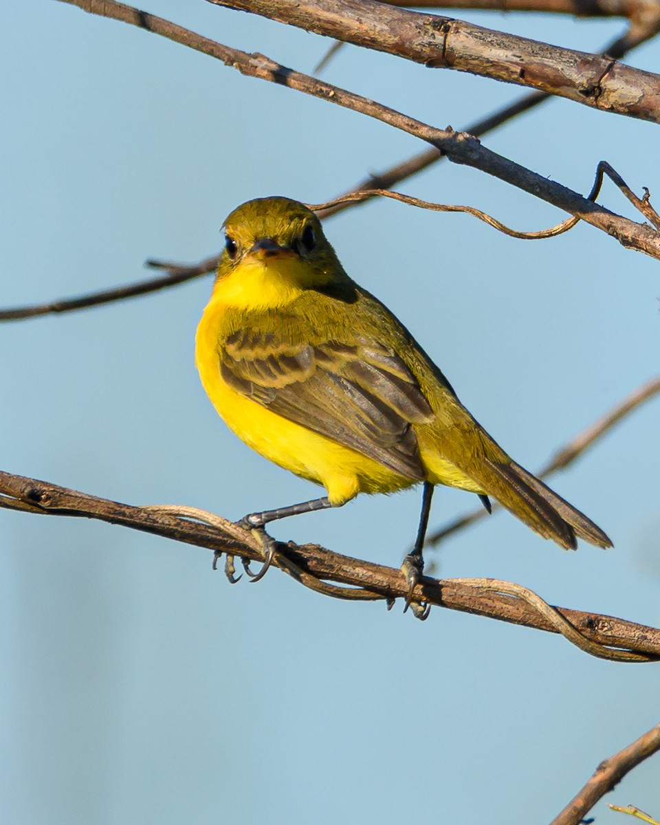Southern Yellowthroat - ML645965244
