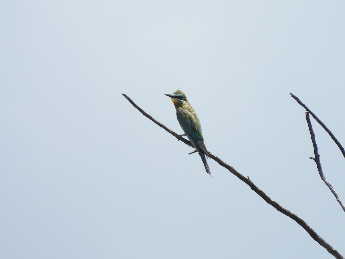 Blue-cheeked Bee-eater - ML645965245