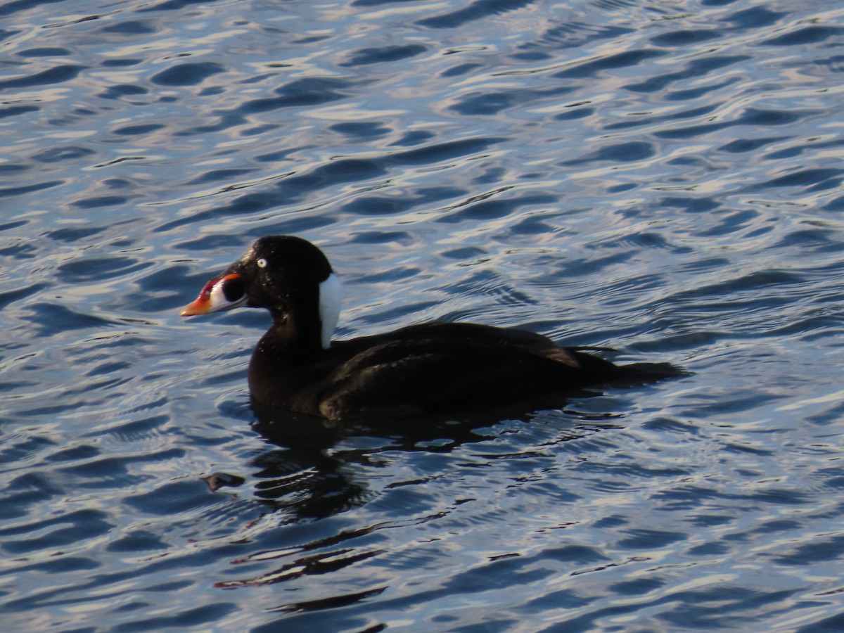 Surf Scoter - ML645965253