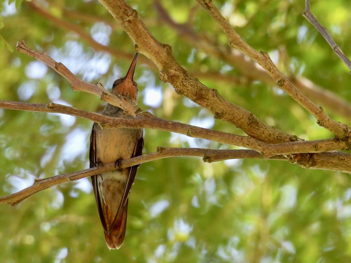 Gilded Hummingbird - ML645965255