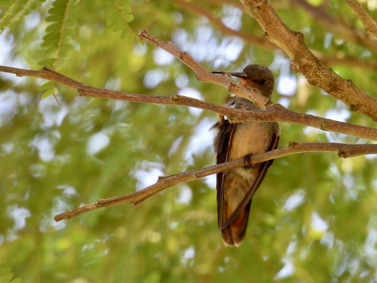 Gilded Hummingbird - ML645965256
