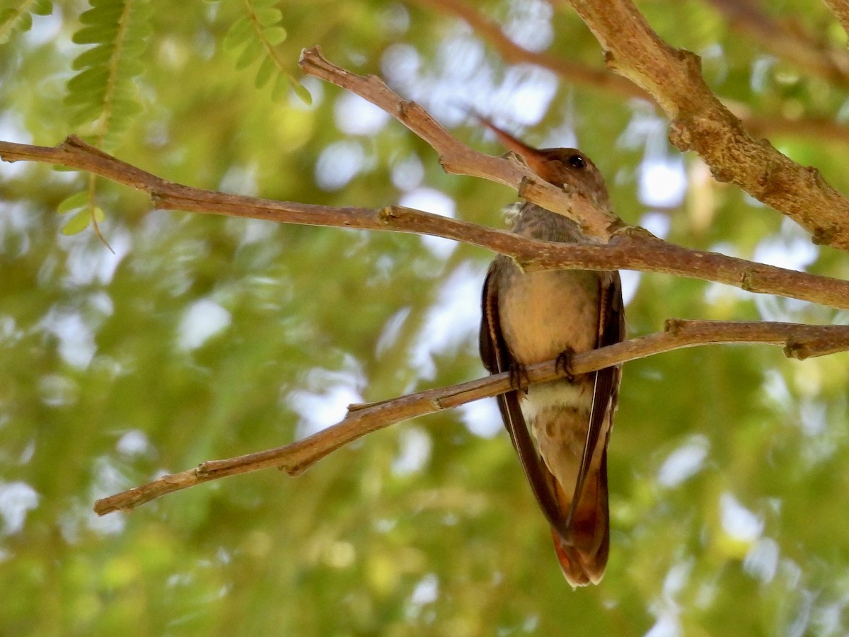 Gilded Hummingbird - ML645965257