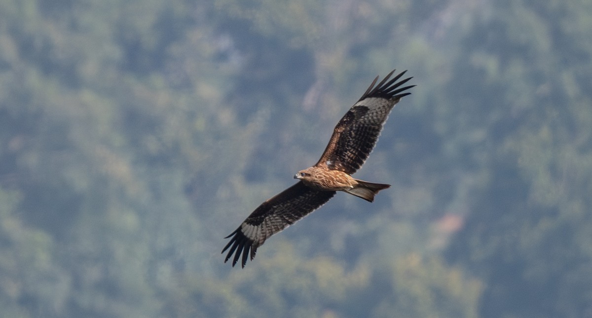 Black Kite - ML645965258