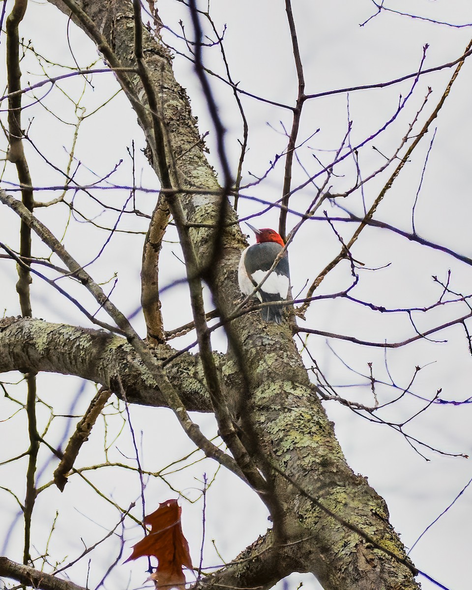 Red-headed Woodpecker - ML645965259