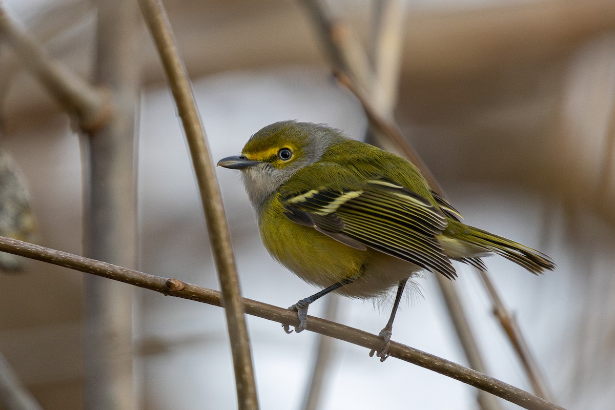 White-eyed Vireo - ML645965260