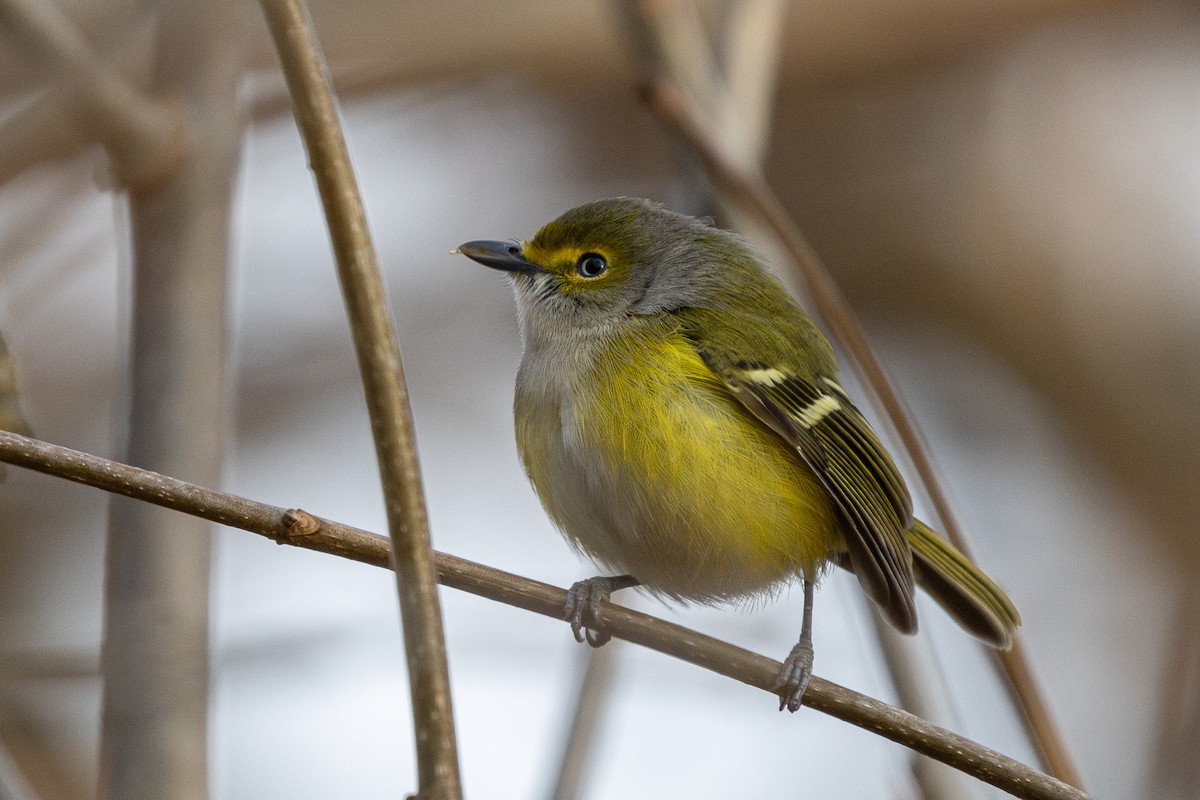 White-eyed Vireo - ML645965261