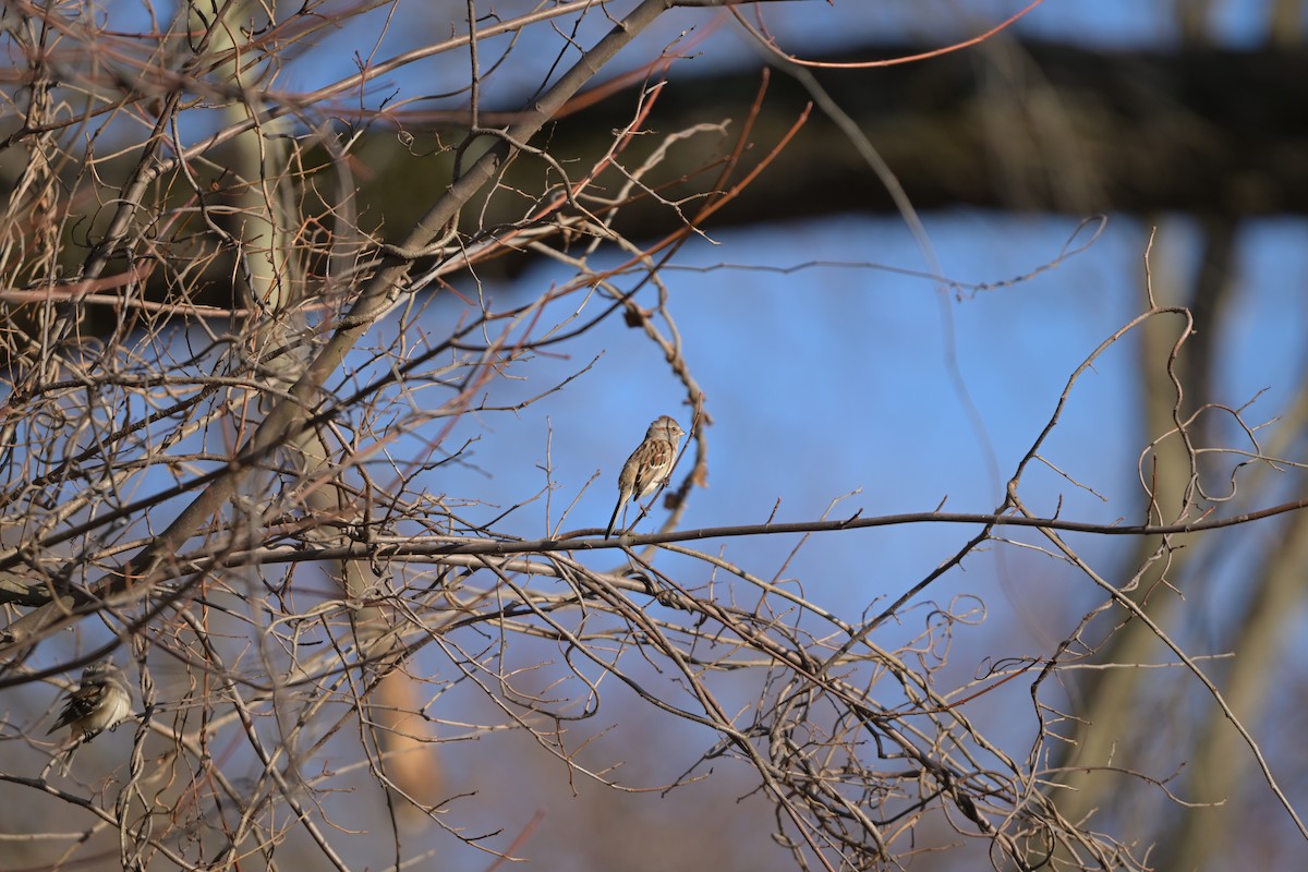 American Tree Sparrow - ML645965263