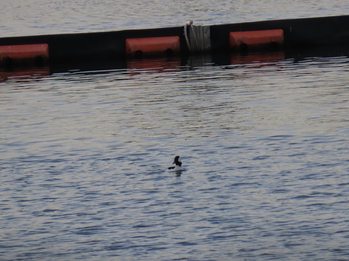 Bufflehead - ML645965265
