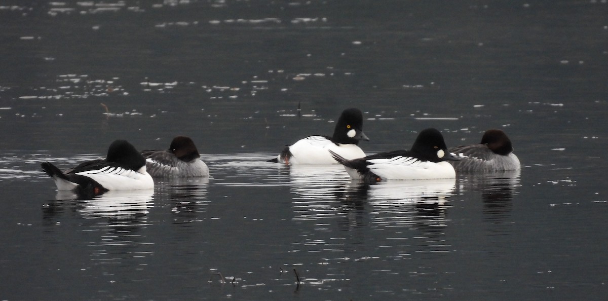 Common Goldeneye - ML645965267