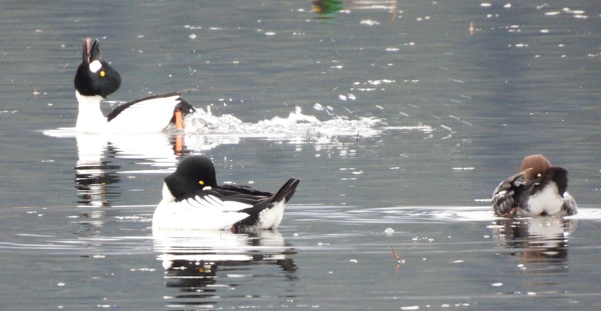 Common Goldeneye - ML645965268