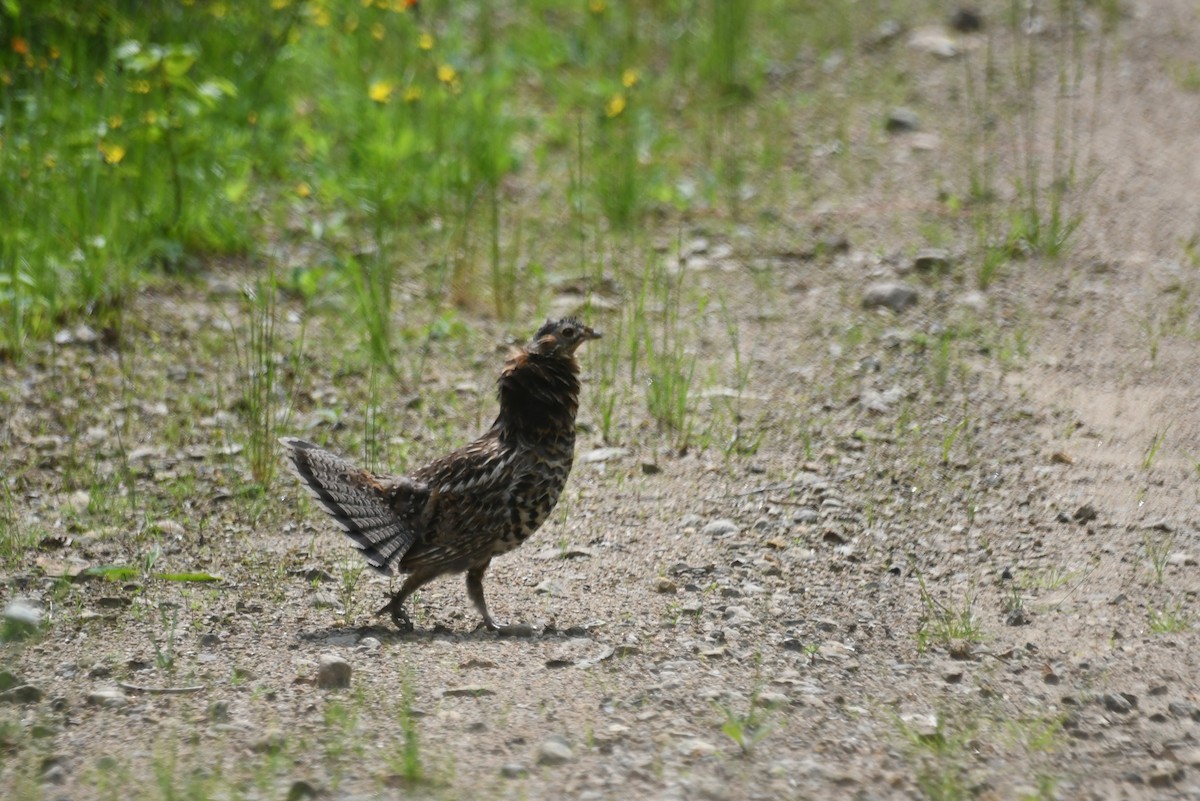 Ruffed Grouse - ML645965271