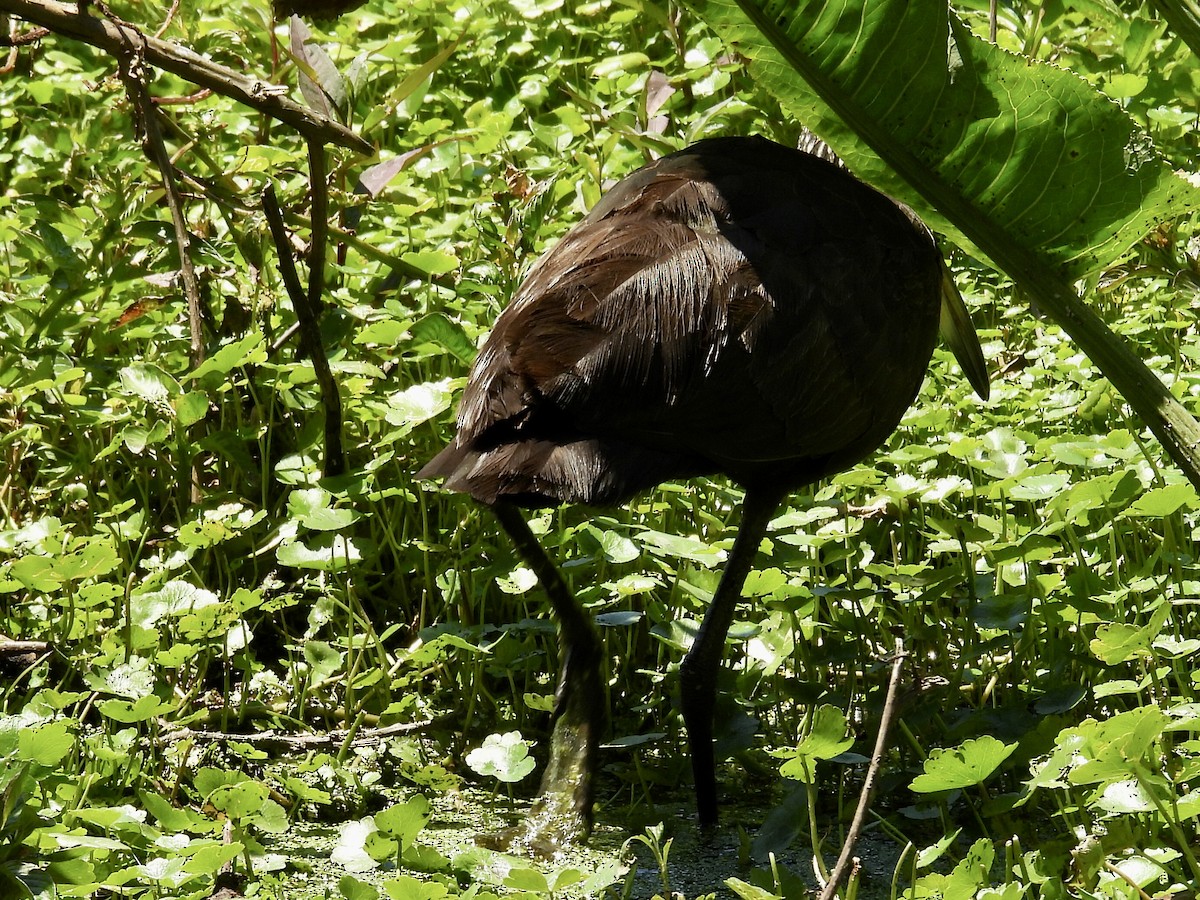 Limpkin - ML645965272