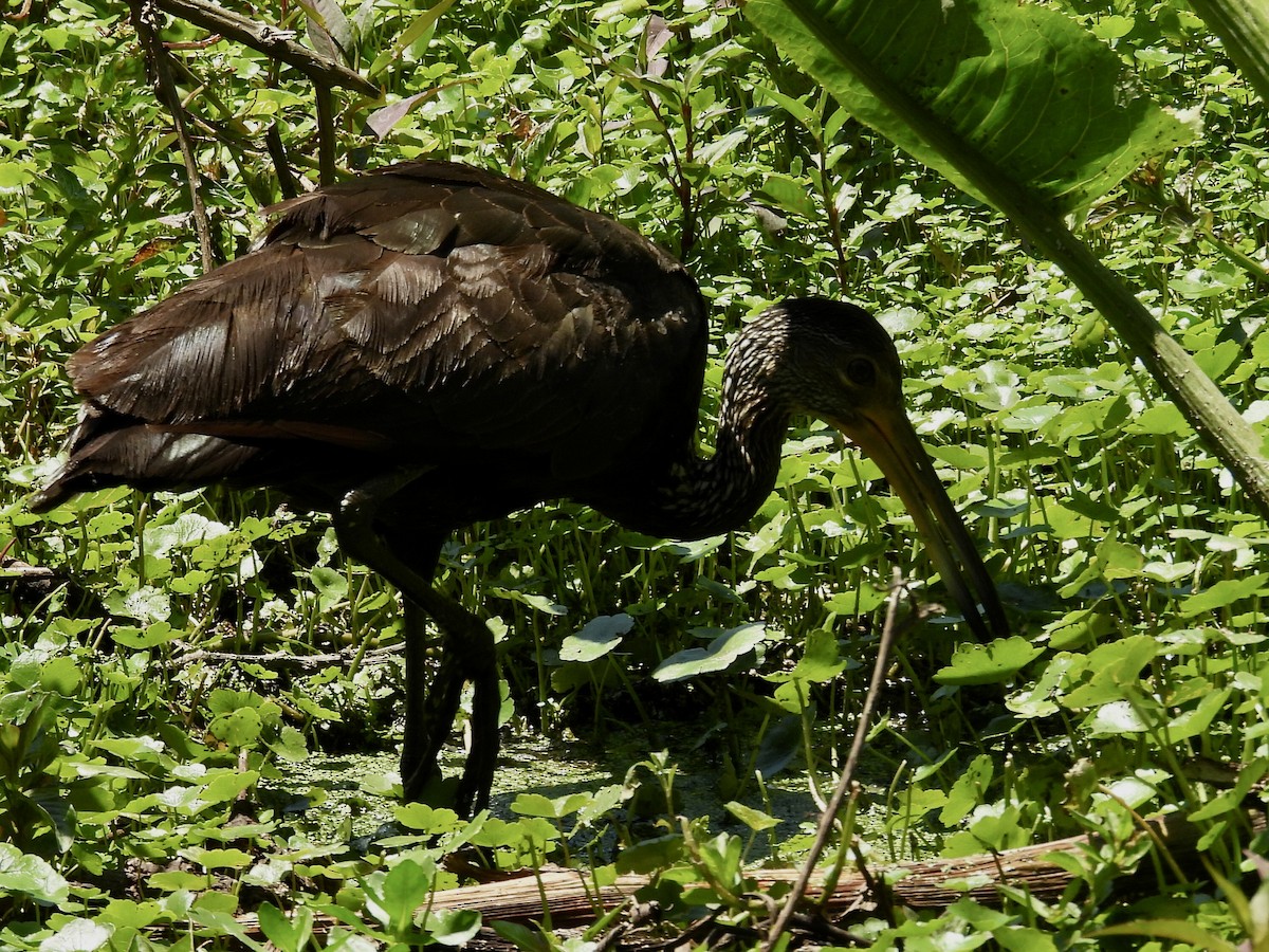 Limpkin - ML645965273